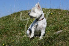 Terrier - West Highland White