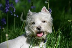 Terrier - West Highland White