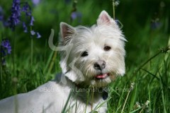 Terrier - West Highland White