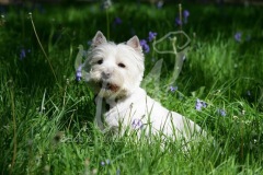 Terrier - West Highland White