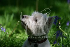 Terrier - West Highland White