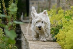 Terrier - West Highland White