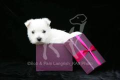 Terrier - West Highland White