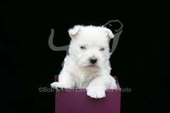 Terrier - West Highland White