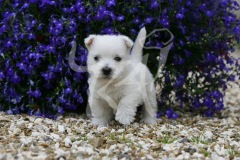 Terrier - West Highland White