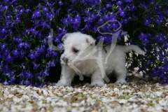 Terrier - West Highland White