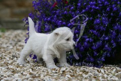 Terrier - West Highland White