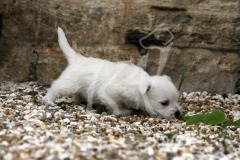 Terrier - West Highland White