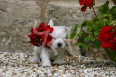 Terrier - West Highland White