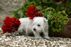 Terrier - West Highland White