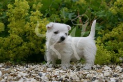 Terrier - West Highland White