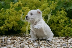 Terrier - West Highland White