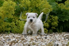 Terrier - West Highland White