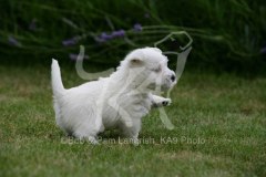 Terrier - West Highland White