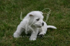 Terrier - West Highland White