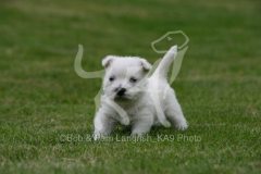 Terrier - West Highland White