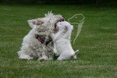 Terrier - West Highland White