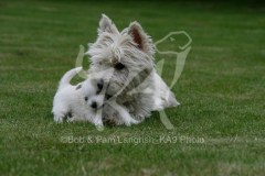 Terrier - West Highland White