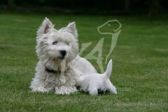 Terrier - West Highland White