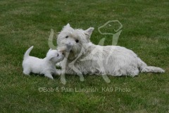 Terrier - West Highland White