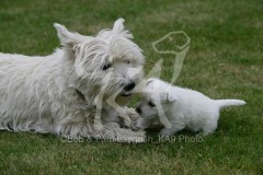 Terrier - West Highland White