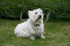 Terrier - West Highland White