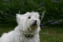 Terrier - West Highland White