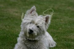 Terrier - West Highland White