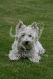 Terrier - West Highland White