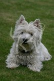 Terrier - West Highland White