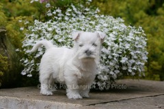 Terrier - West Highland White