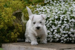 Terrier - West Highland White