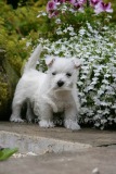 Terrier - West Highland White