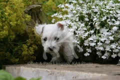 Terrier - West Highland White