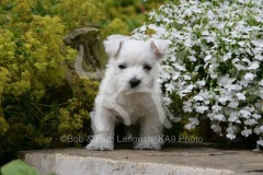 Terrier - West Highland White