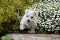 Terrier - West Highland White