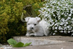 Terrier - West Highland White