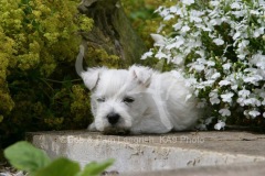 Terrier - West Highland White