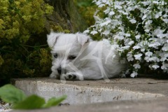 Terrier - West Highland White