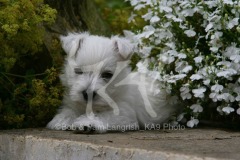 Terrier - West Highland White