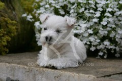 Terrier - West Highland White