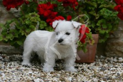 Terrier - West Highland White