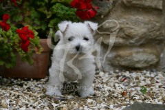 Terrier - West Highland White