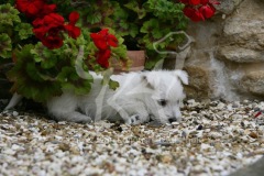 Terrier - West Highland White