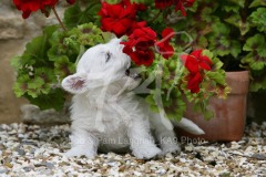 Terrier - West Highland White