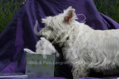 Terrier - West Highland White