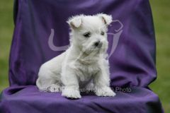 Terrier - West Highland White