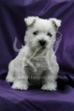 Terrier - West Highland White