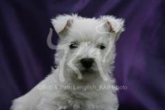 Terrier - West Highland White