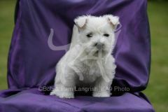 Terrier - West Highland White